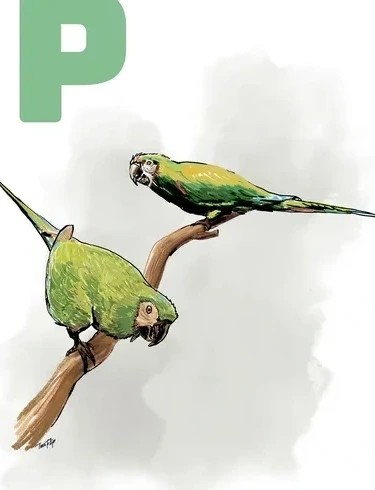 P Grey Papeg je