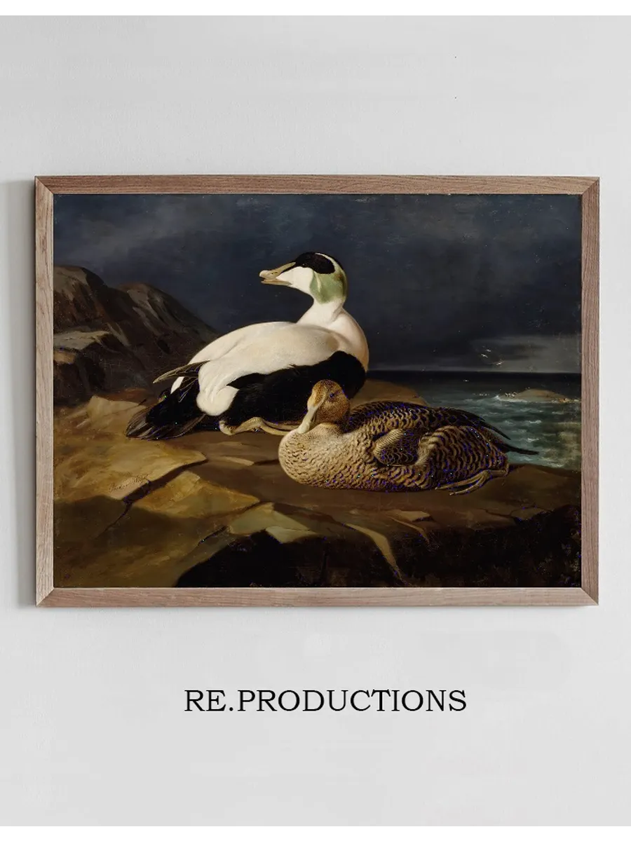 Pair Of Common Eiders On A Rock