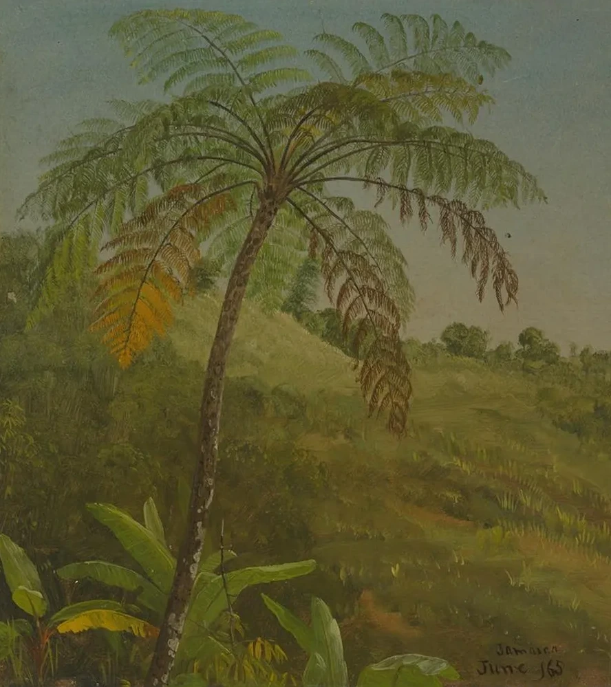 Palm Tree, Jamaica