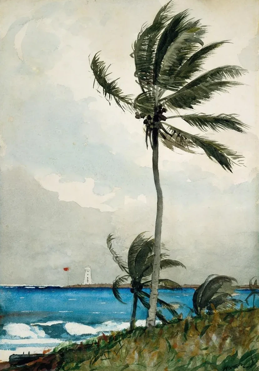 Palm Tree, Nassau