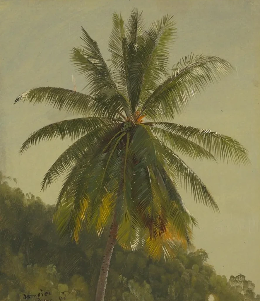 Palm Trees, West Indies