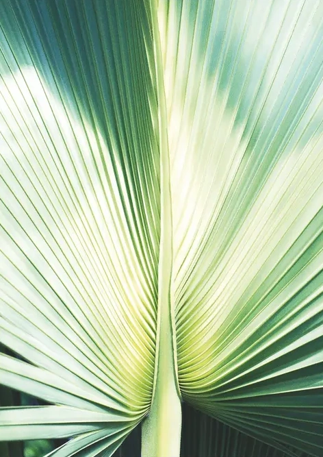 Palm