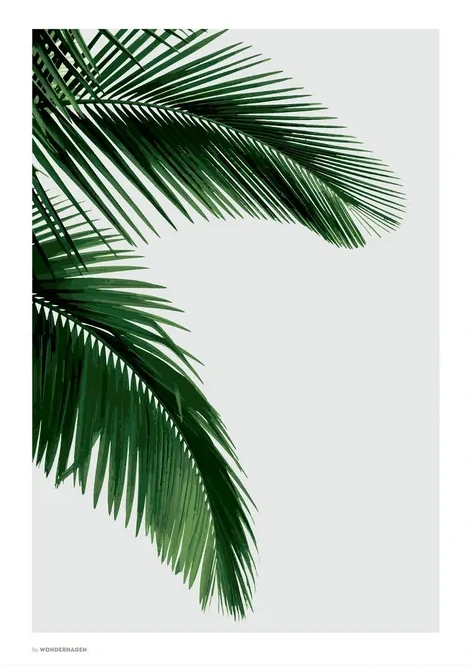 Palm