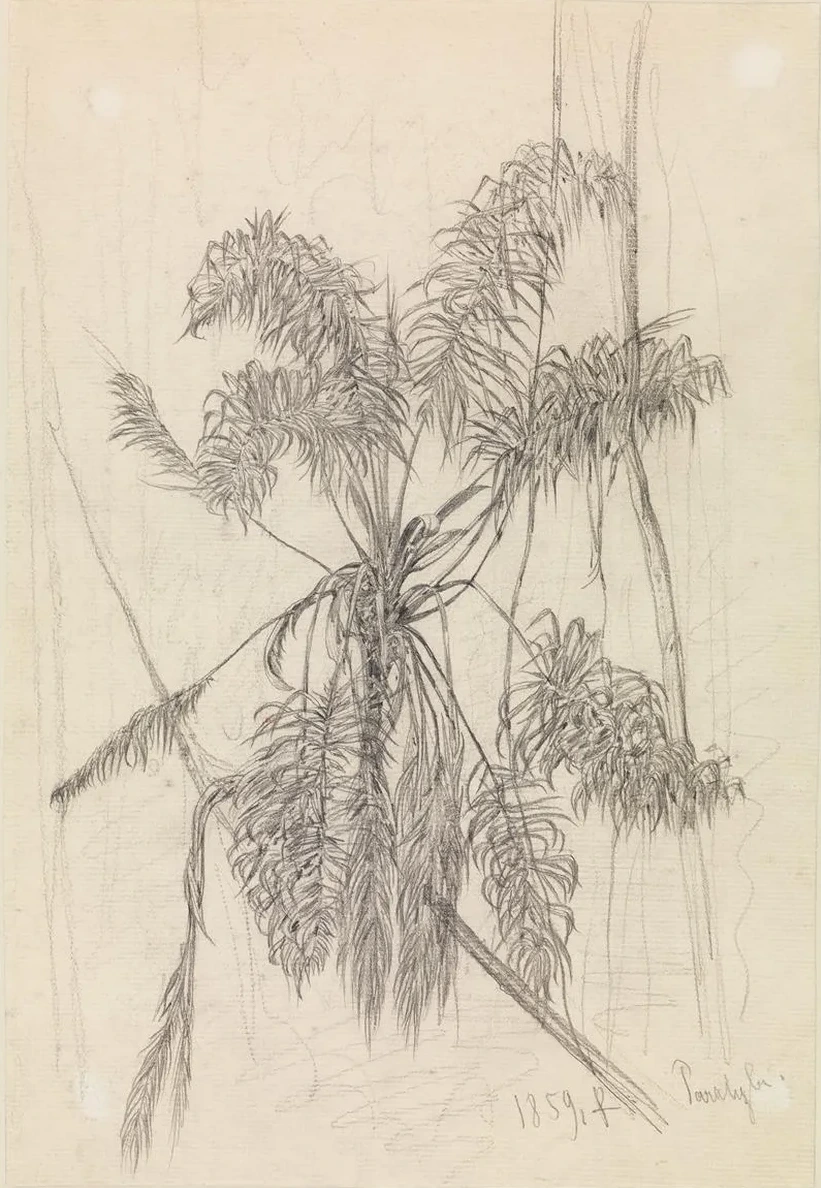 Palmenstudie