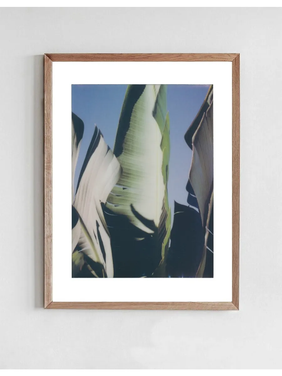 Palms