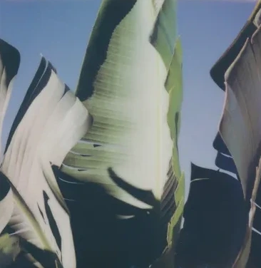 Palms