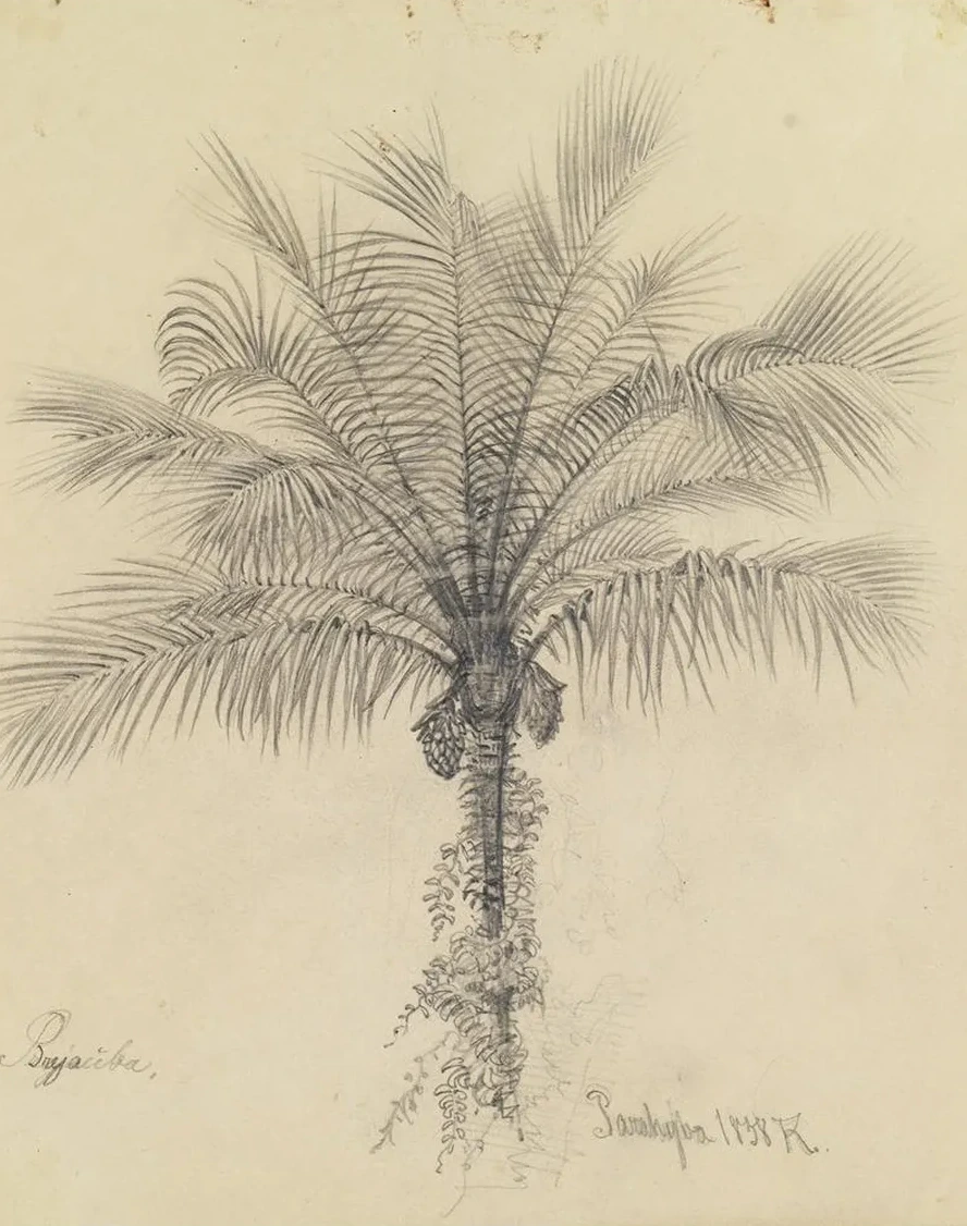 Palmstudie II