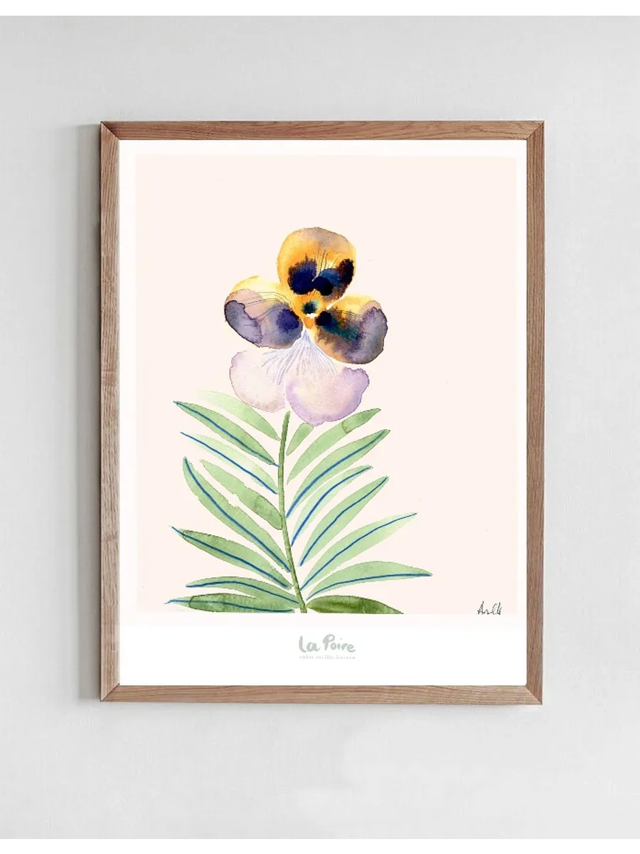 Pansy II