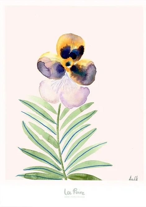 Pansy II