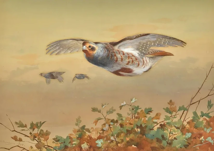 Partridge In Flight