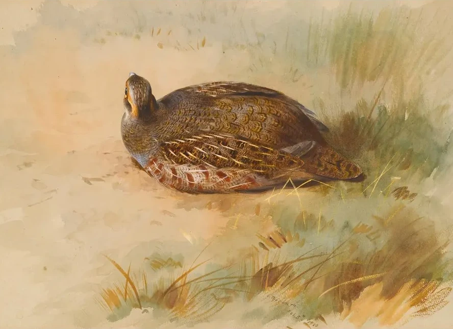Partridge