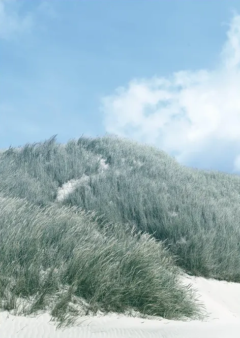 Path