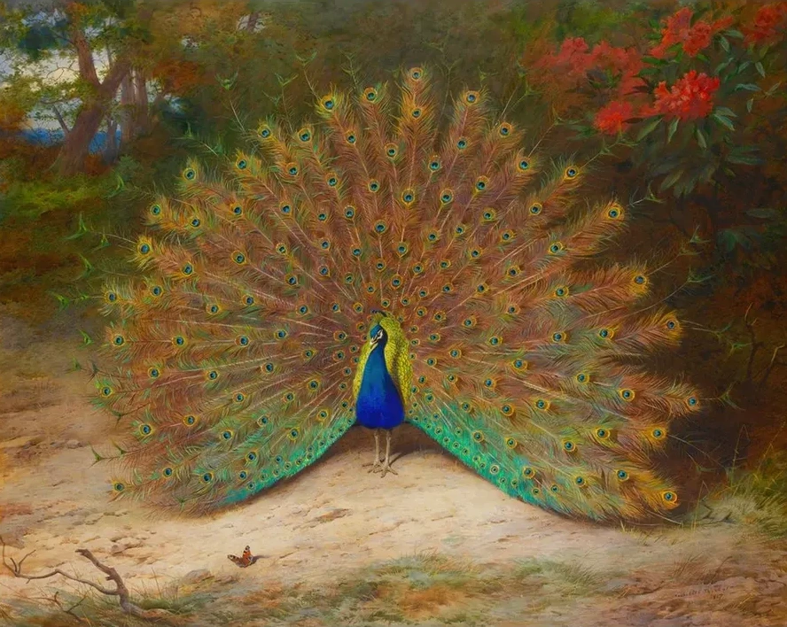 Peacock And Peacock Butterfly