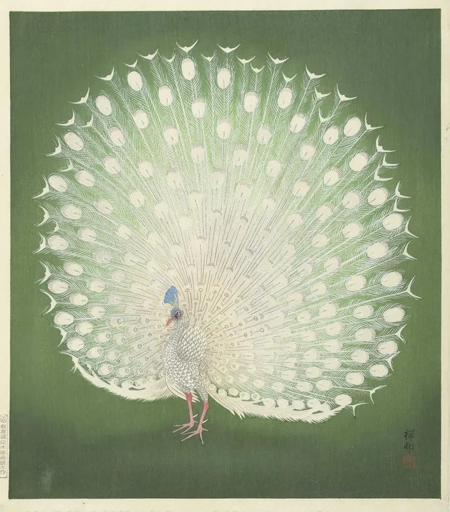 Peacock