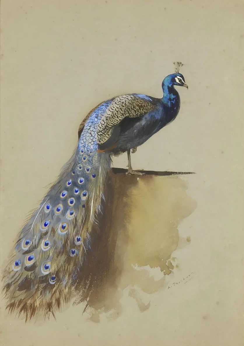 Peacock