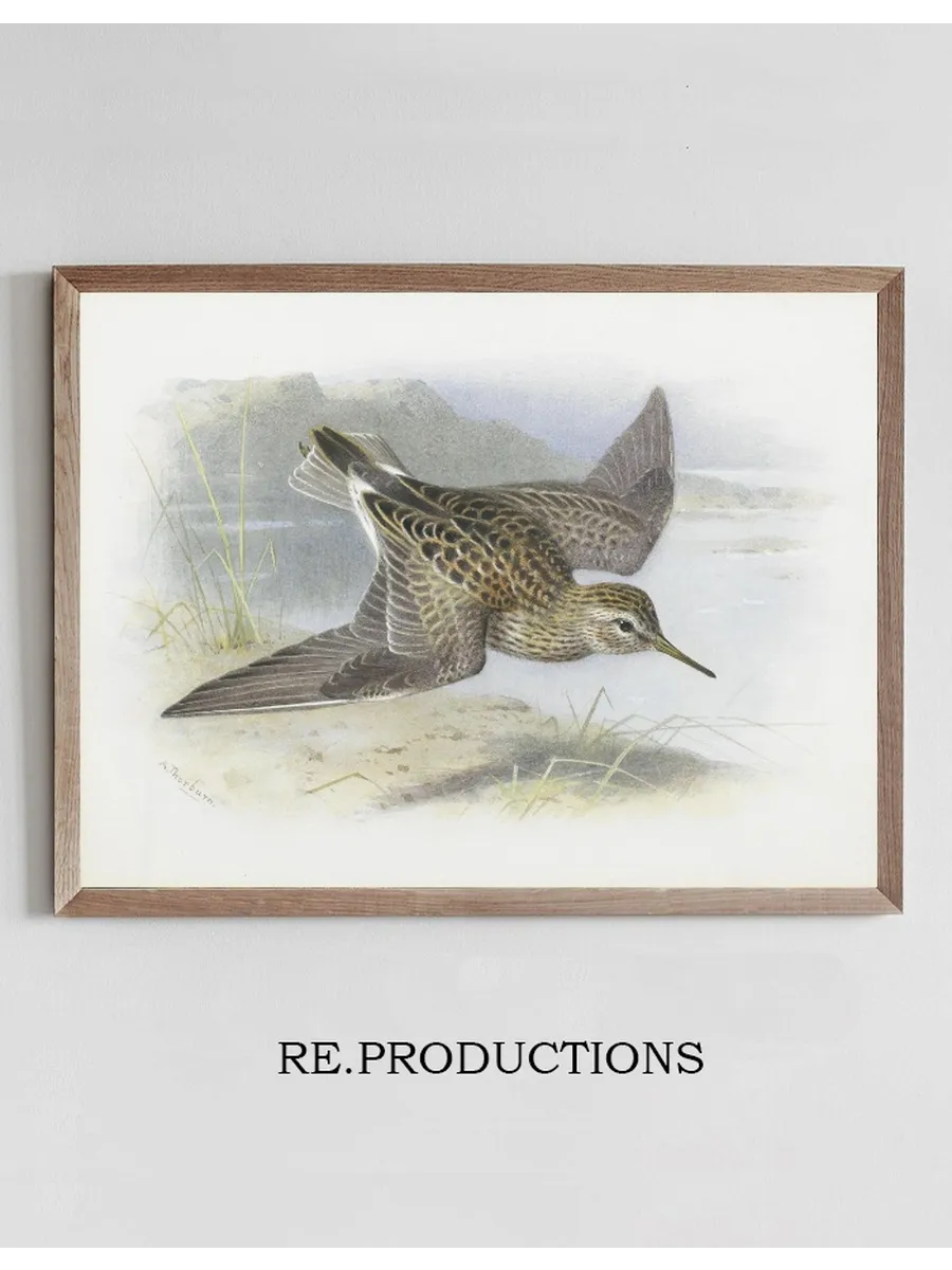 Pectoral Sandpiper