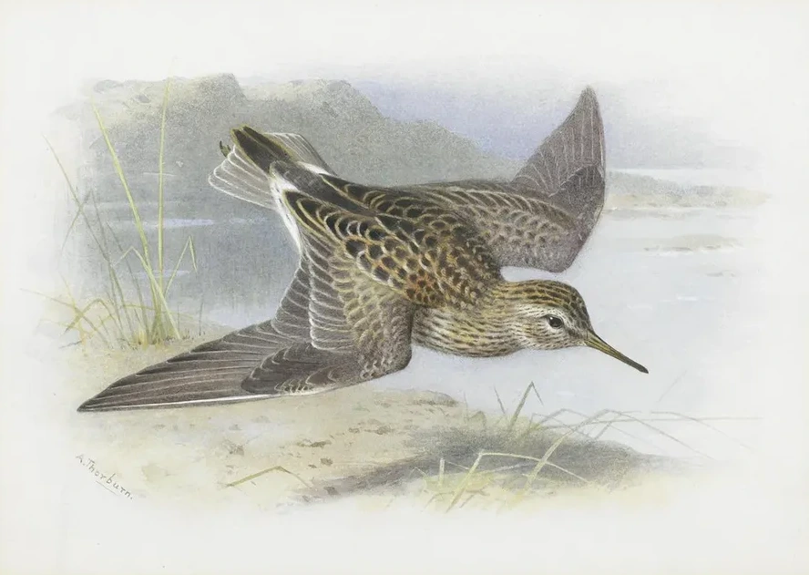 Pectoral Sandpiper