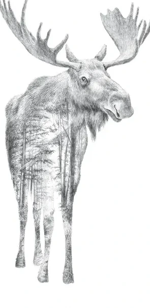 Pencil Moose