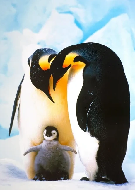 Penguin