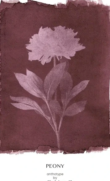 Peony Plum