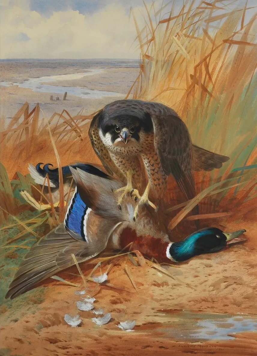 Peregrine Falcon and Mallard Duck on a Sandbank