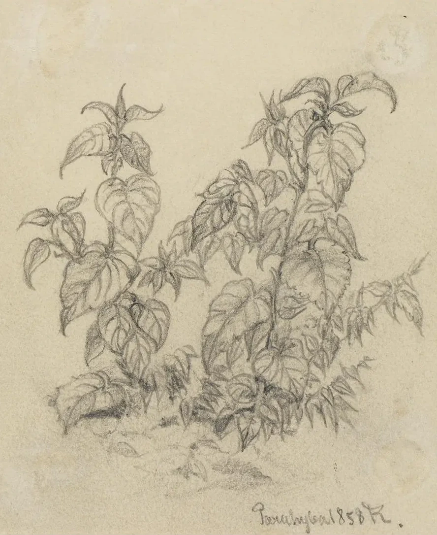 Pflanzenstudie VIII