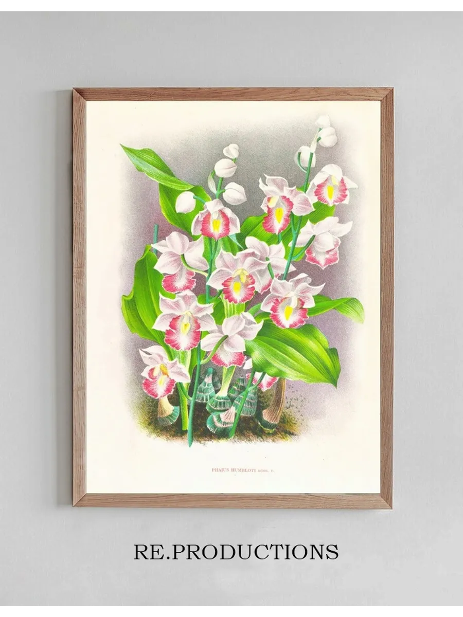 Phaius Humbloti