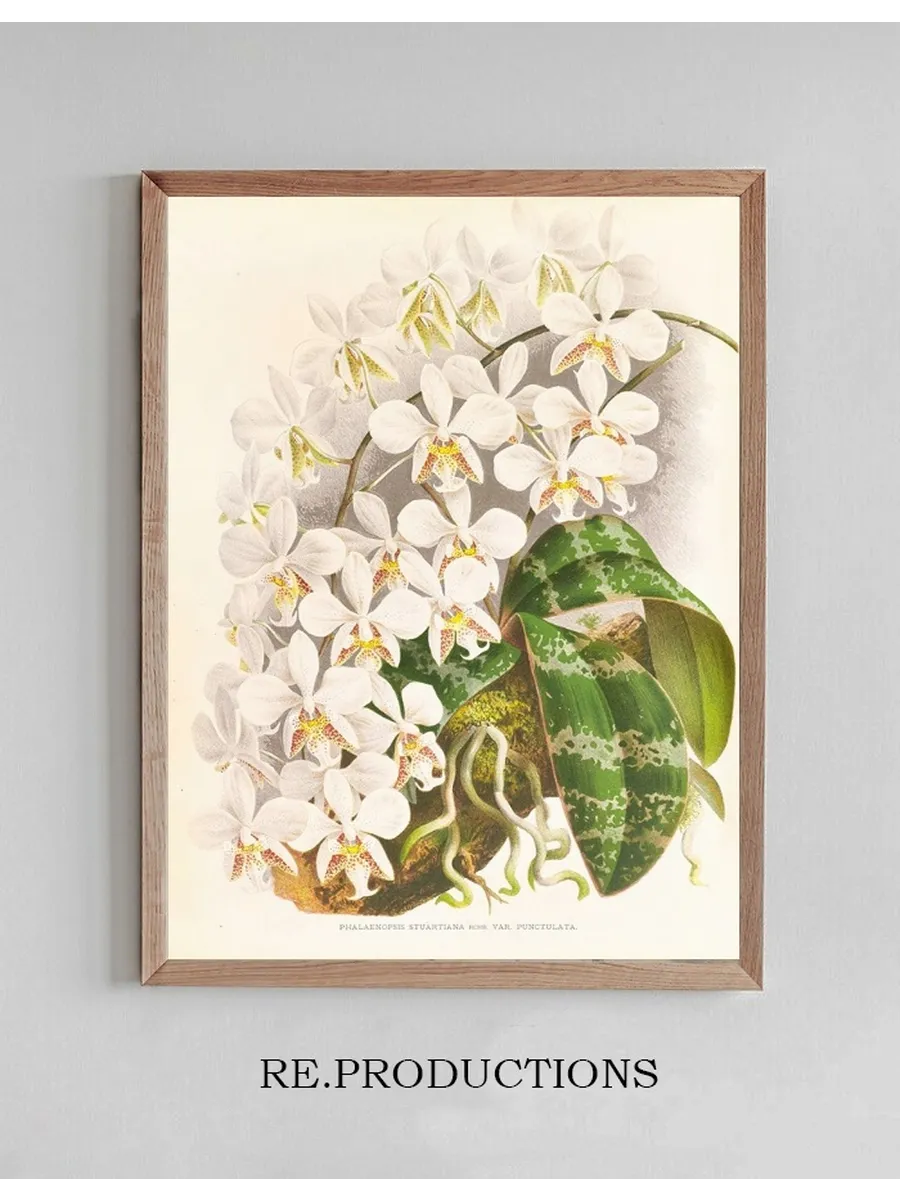 Phalaenopsis Stuartiana