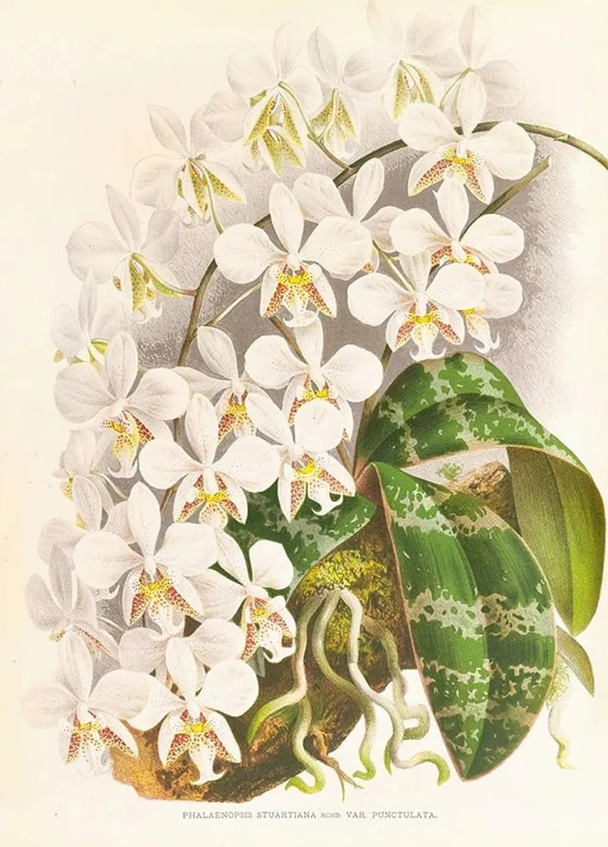 Phalaenopsis Stuartiana