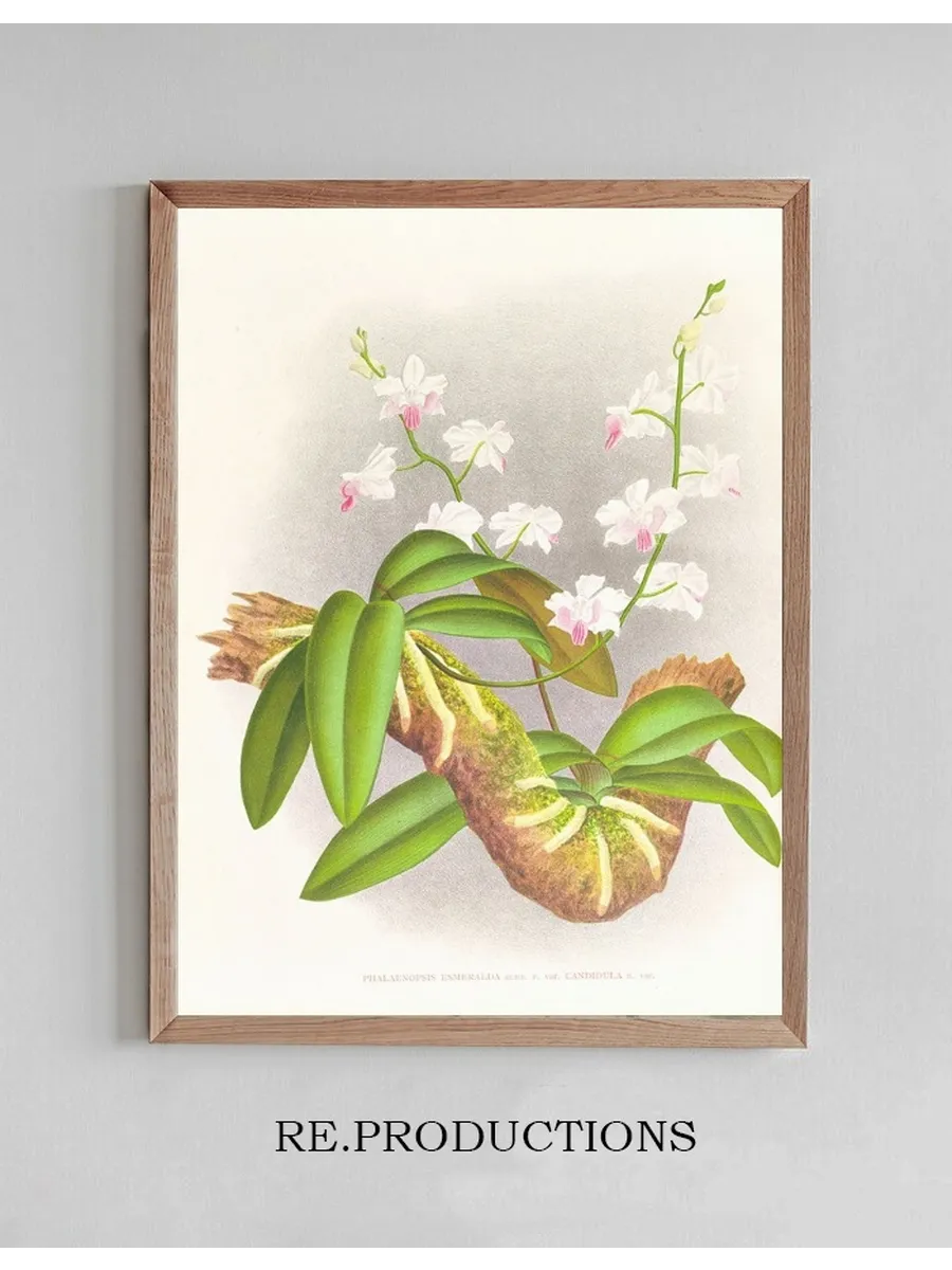 Phalaenopsis Esmeralda Var Candidula