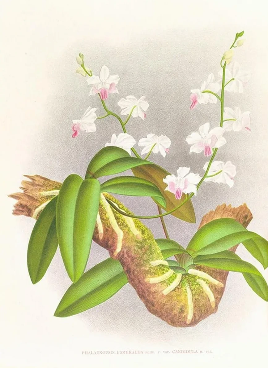 Phalaenopsis Esmeralda Var Candidula