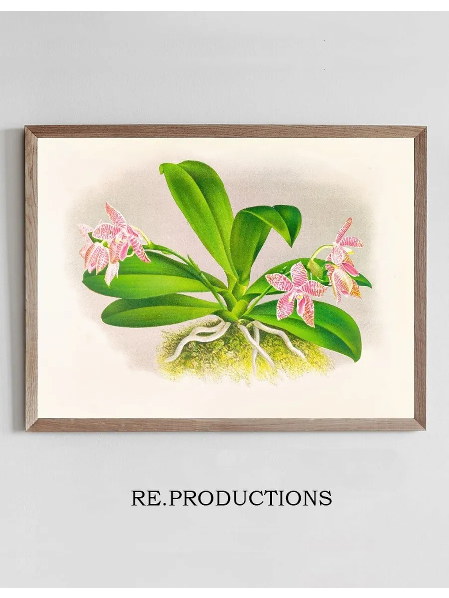 Phalaenopsis Luddemanniana