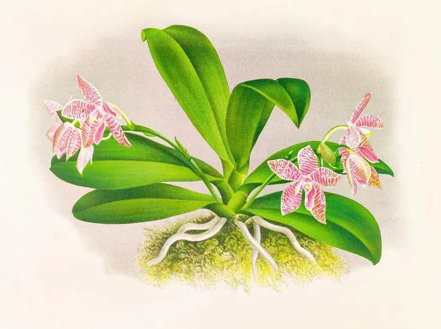 Phalaenopsis Luddemanniana