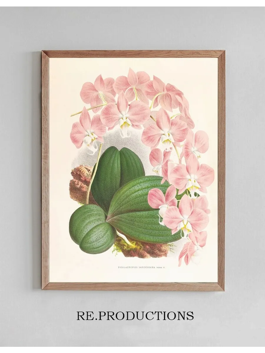 Phalaenopsis Sanderiana