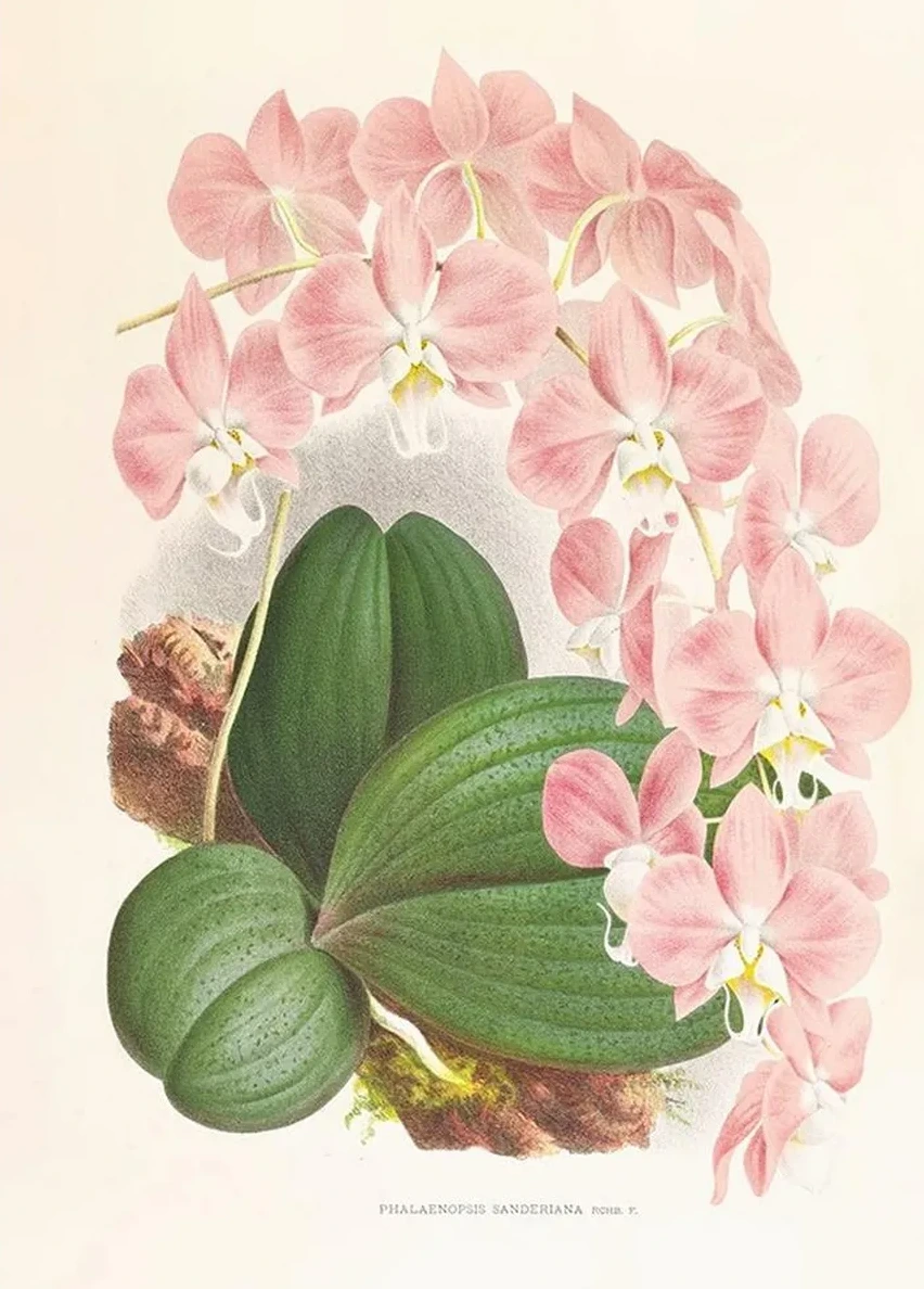 Phalaenopsis Sanderiana