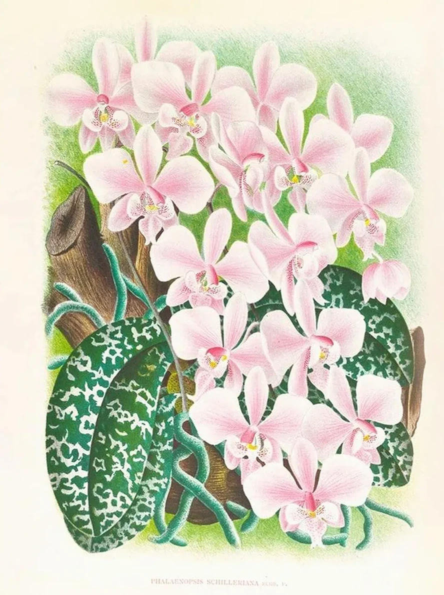 Phalaenopsis Schilleriana