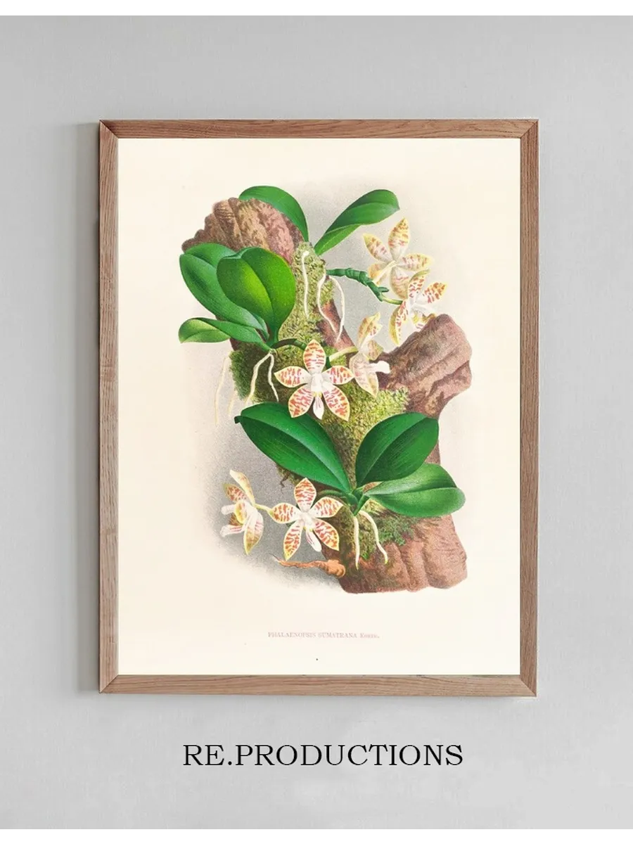 Phalaenopsis Sumatrana