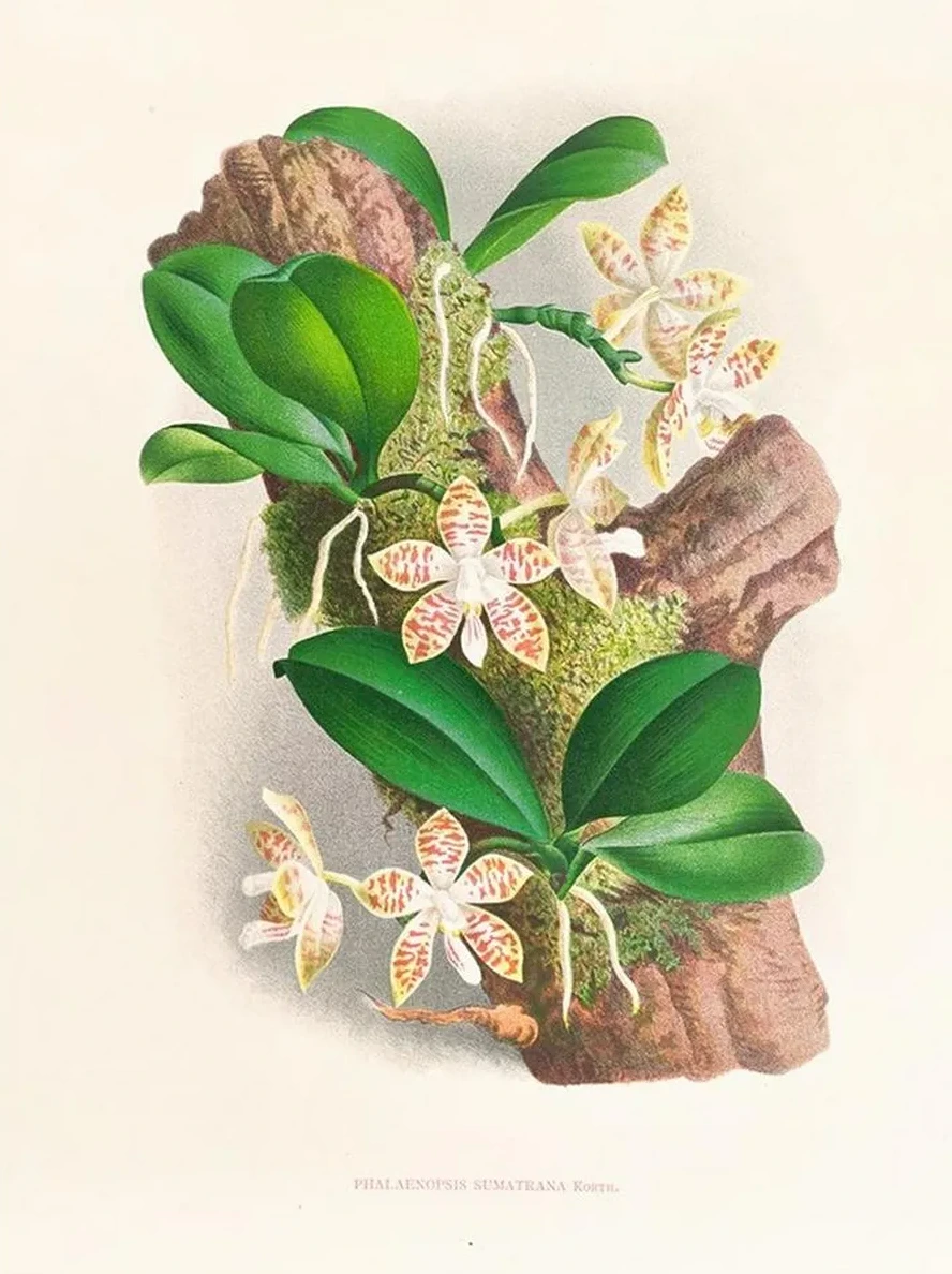 Phalaenopsis Sumatrana