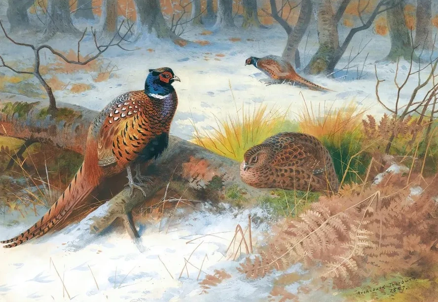 Pheasants In The Snow