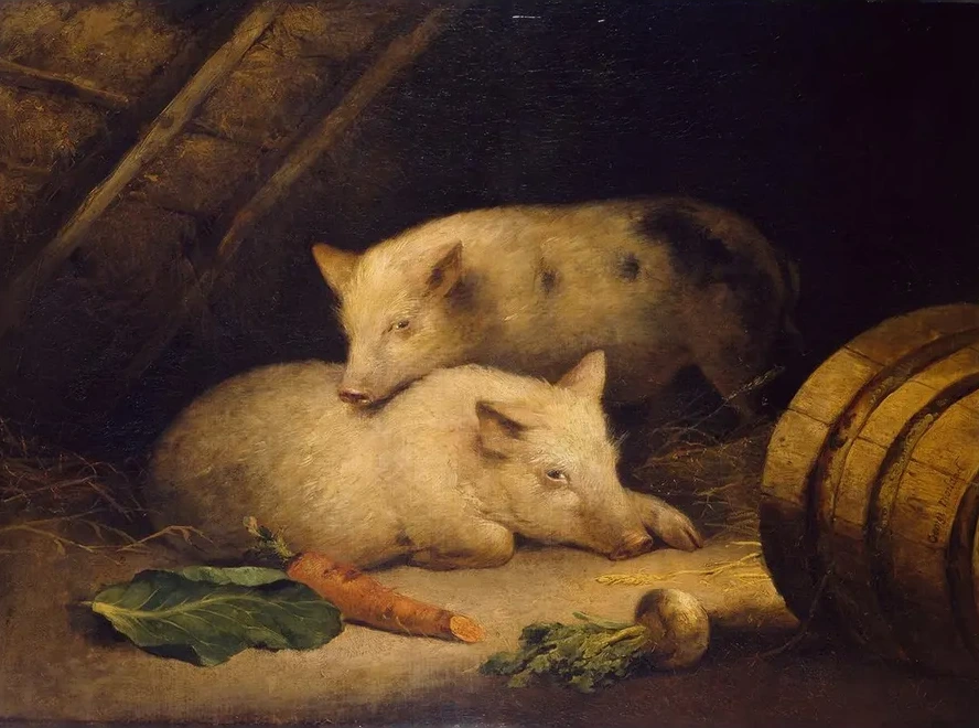 Pigs