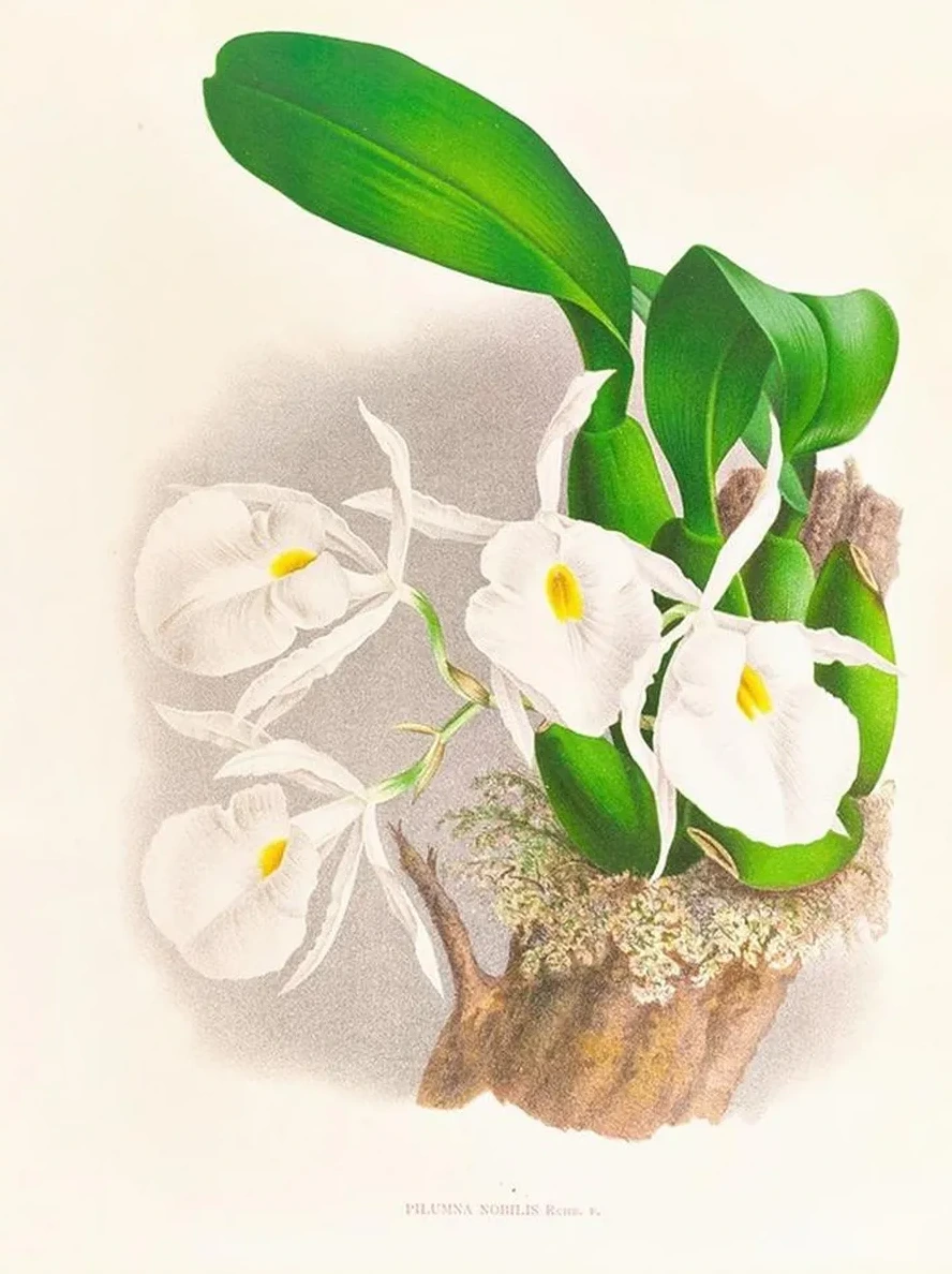 Pilumna Nobilis