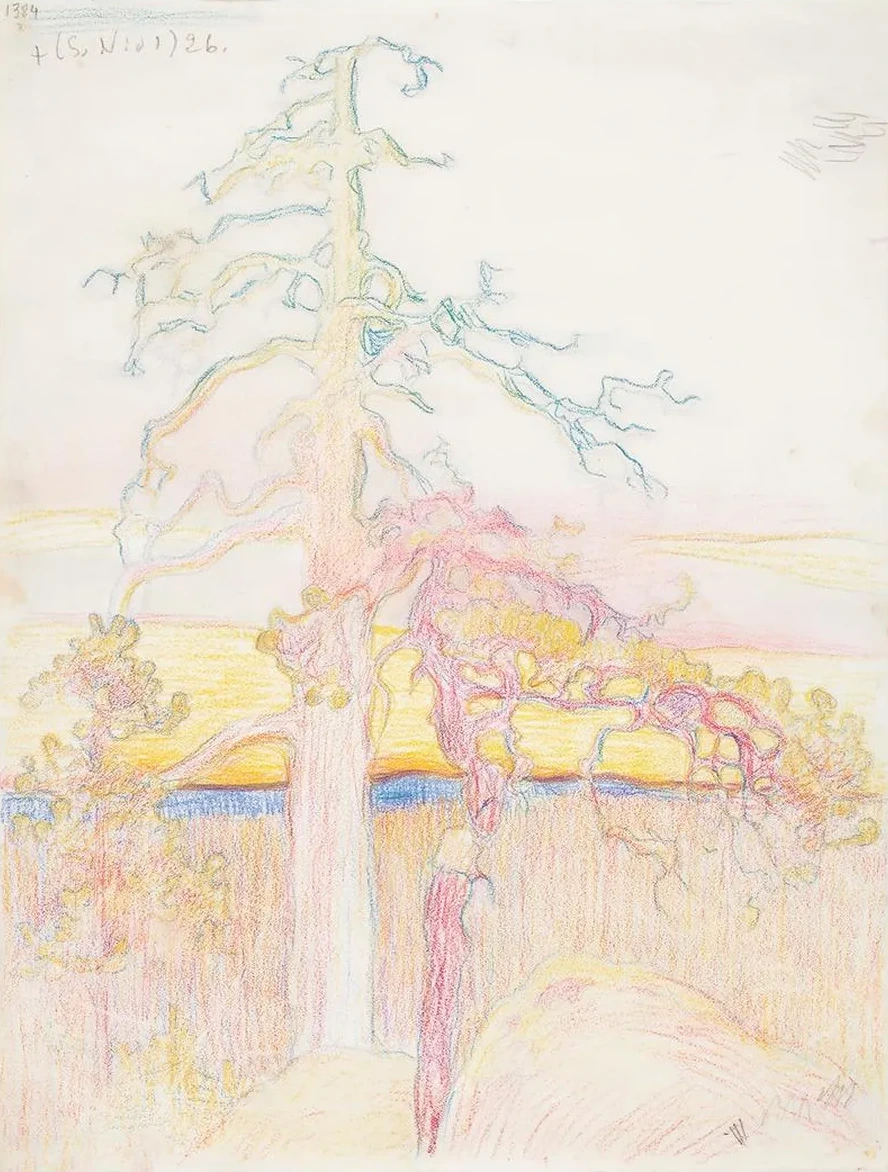 Pine Tree in Wilderness