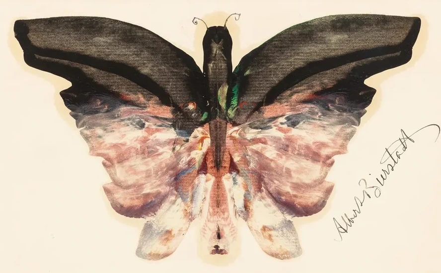 Pink Butterfly