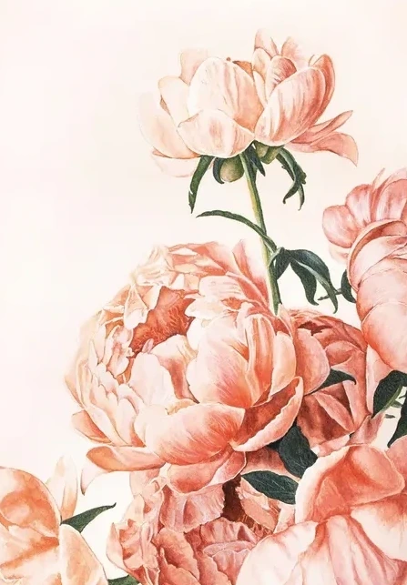Pink Peonies
