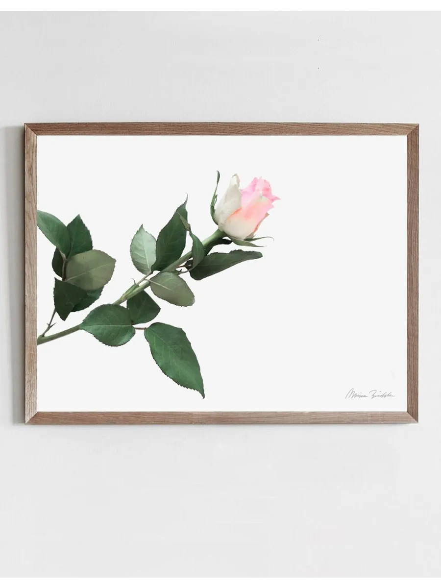 Pink Rose