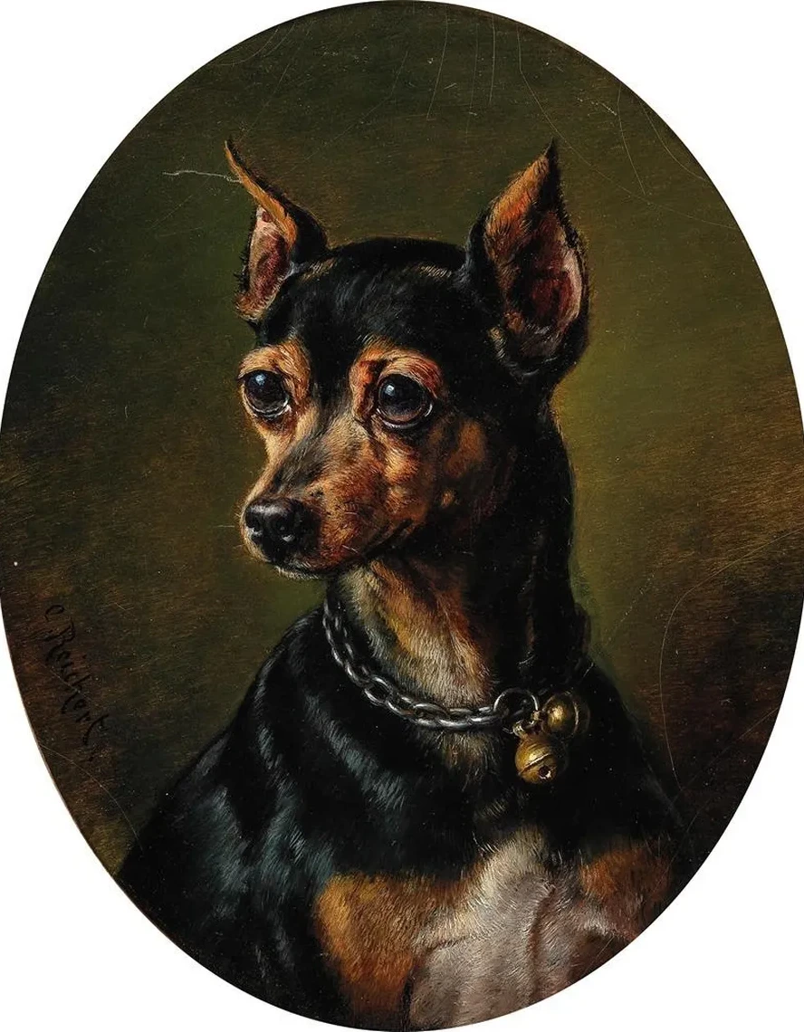 Pinscher in Collar with Bells