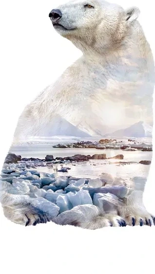 Polar Bear