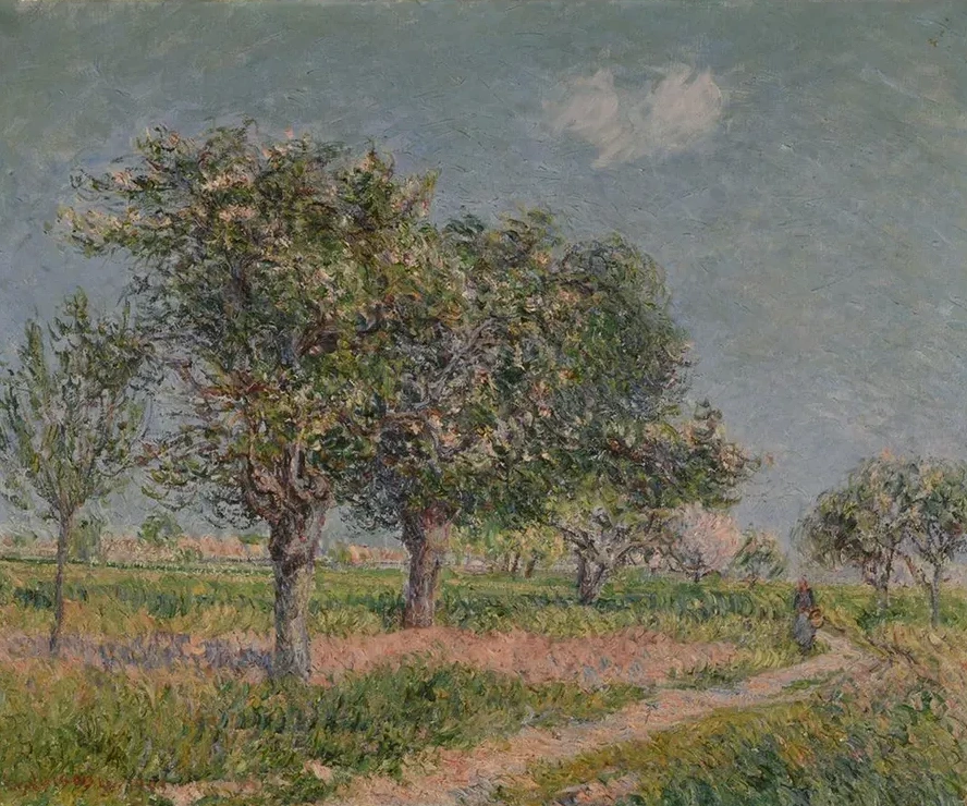 Pommiers En Fleurs En Normandie