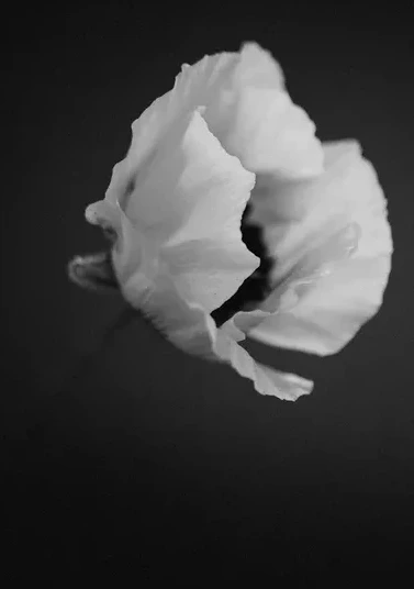 Poppies 2 S H