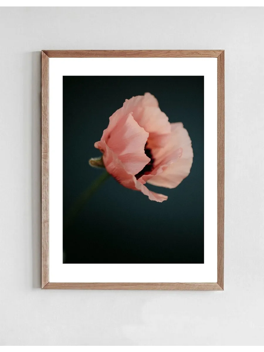 Poppies 2